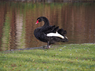 A single black swan (Cygnus atratus) next to the pond in the Rheinaue park in Bonn, Germany on a...