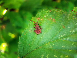 True bug insect summer leaf