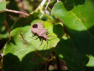 True bug insect summer leaf