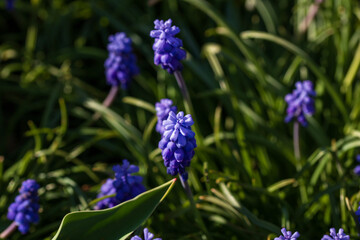 Spring colors in the Botanical Garden of Bucharest