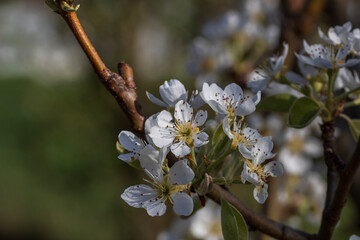 Spring colors in the Botanical Garden of Bucharest