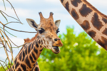 family of Giraffe Giraffa camelopardalis,with a baby. sticking out blue tongue