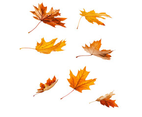 Fototapeta premium Autumn Leaves in Motion: A Vivid Display of Nature's Beauty , isolated on white background PNG