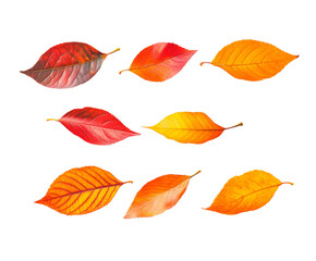 Obraz premium Autumn Leaves in Vibrant Colors: A Stunning Display of Nature's Beauty , isolated on white background PNG