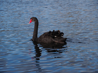 Fototapeta premium A single black swan (Cygnus atratus) swimming from the pond in the Rheinaue park in Bonn, Germany on a sunny day in January