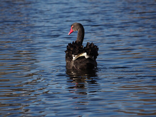 A single black swan (Cygnus atratus) swimming away on the pond in the Rheinaue park in Bonn, Germany on a sunny day in January