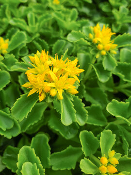 stonecrop also sedum also orpine (Ewige Fetthenne also Deckblatt-Fetthenne) Sedum aizoon L.