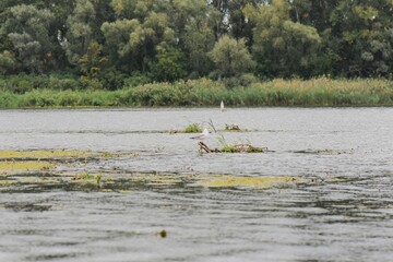 Black-headed gull chick on lotus leaf