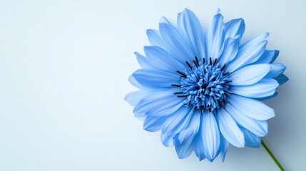 Single light blue flower on white background.