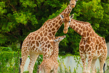 family of Giraffe Giraffa camelopardalis,with a baby. sticking out blue tongue