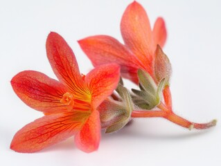 close-up of two orange flowers on white background