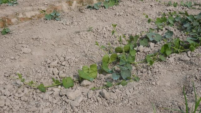 Trichosanthes dioica, also known as pointed gourd growing on the agriculture field