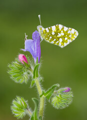 images of wild animals and insects. butterfly photos.