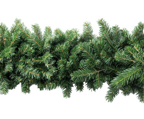 Festive Evergreen Fir Branches - A Vibrant Christmas Decoration , isolated on white background PNG