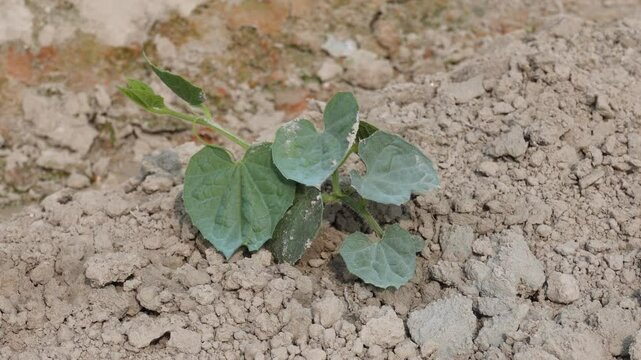  pointed gourd plant growing closeup