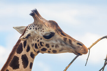 family of Giraffe Giraffa camelopardalis,with a baby. sticking out blue tongue