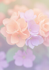 Pastel Peach and Lavender Hydrangea Blooms Soft Floral Background Image