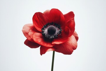 Obraz premium a single red flower with a black center on a white background