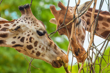 family of Giraffe Giraffa camelopardalis,with a baby. sticking out blue tongue
