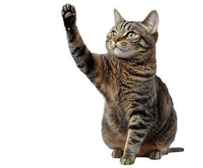 Obraz premium Playful Tabby Cat Raising Paw in the Air - Adorable Domestic Pet , isolated on white background PNG