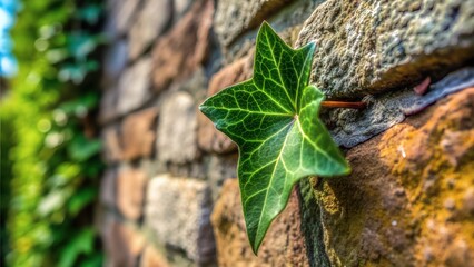 Stunning Nature Macro Ivy Leaves Photography: Extreme Close-Up of Intricate Details, Textures, and Tiny Wonders in Sharp Focus
