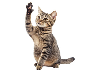 Obraz premium Playful Tabby Kitten with Raised Paw - Adorable Pet Image , isolated on white background PNG