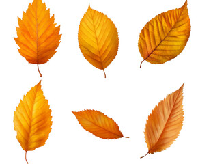 Fototapeta premium Autumn Leaves: A Vibrant Display of Nature's Beauty , isolated on white background PNG
