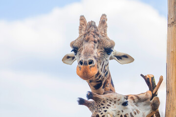 family of Giraffe Giraffa camelopardalis,with a baby. sticking out blue tongue