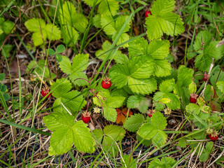 wild strawberry in the forest