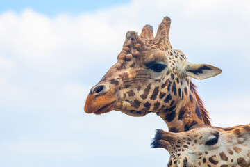 family of Giraffe Giraffa camelopardalis,with a baby. sticking out blue tongue