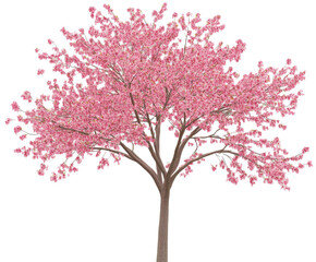 Fototapeta premium Stunning Pink Cherry Blossom Tree - A Springtime Marvel , isolated on white background PNG