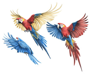 Fototapeta premium Stunning Colorful Parrots in Flight: A Vibrant Artistic Representation of Tropical Birds , isolated on white background PNG