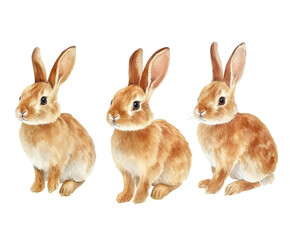 Fototapeta premium Three Adorable Watercolor Rabbits, Perfect Spring Illustration for Kids , isolated on white background PNG