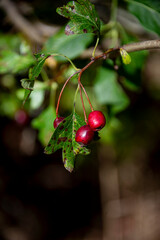red berries on a branch