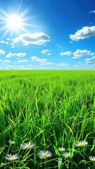 Fototapeta premium A field of green grass with a few white flowers in the foreground