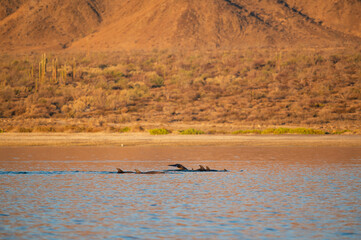 Dolphins Swim in the Sea of Cortez, Baja California, Mexico, 2025