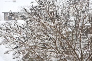 A beautifully serene snowy winter scene depicting bare trees in a tranquil environment