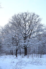 Discover the enchanting beauty of a serene Winter Wonderland with snowcovered trees