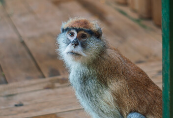 the monkey is looking at you