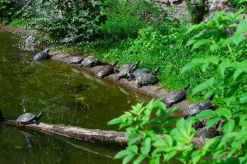 animals, aquatic, crawling, creatures, ecosystem, flippers, float, freshwater, greenery, group, habitat, lagoon, muddy, nature, paddle, paddlers, paddling, pond, pondlife, reptiles, riverbed, shallow,