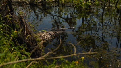 American alligator on a log beside a marshy body of water in East Texas USA