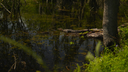 American alligator on a log beside a marshy body of water in East Texas USA