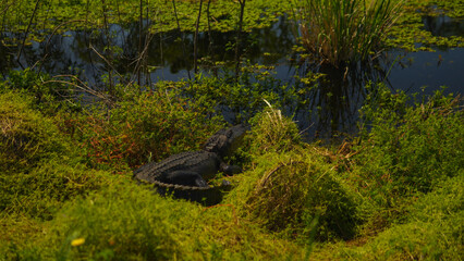 American alligator beside a marshy body of water in East Texas USA