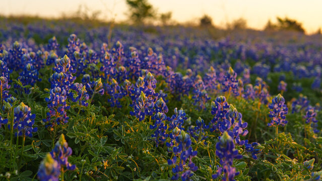 A field of Texas bluebonnets at sunrise