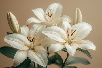 Obraz premium A close-up of pristine white lilies against a light backdrop