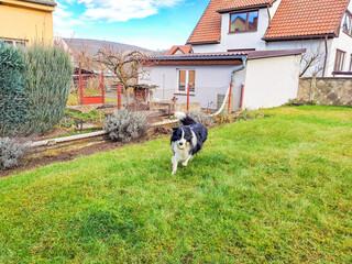 Funny portrait of a smiling border collie dog playing with a toy ball