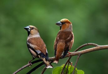 pair of birds female and male grosbeak sitting on tree branch in spring sunny forest