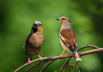 pair of birds female and male grosbeak sitting on tree branch in spring sunny forest