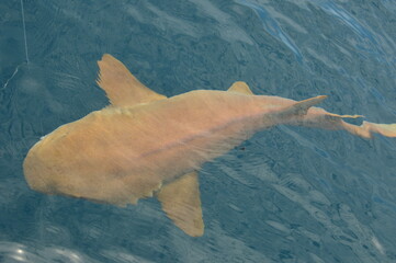 The fish, partially out of the water, is an impressive size, showcasing its tan and pinkish hues....