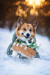 cute corgi dog carrying basket of snowdrops through snowdrifts on sunny evening